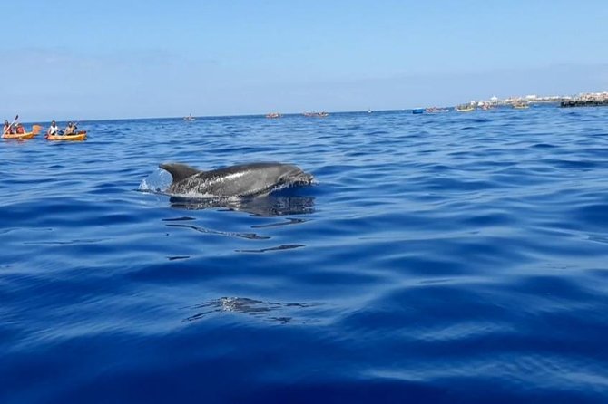 Kayak with Dolphin & Turtle Watching Private Tour - Guide style: why names like German, Javi, and Iryna matter