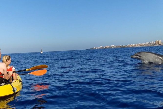 Kayak with Dolphin & Turtle Watching Private Tour - A realistic look at the 3.5-hour flow: timing and what each phase delivers