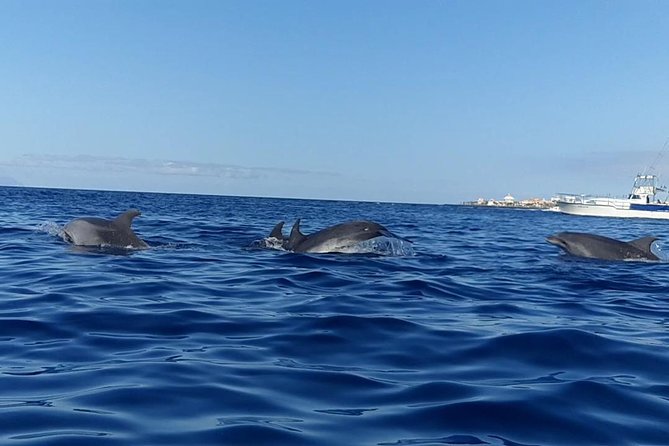 Kayak with Dolphin & Turtle Watching Private Tour - Price and value: what $110.91 buys you in the real world