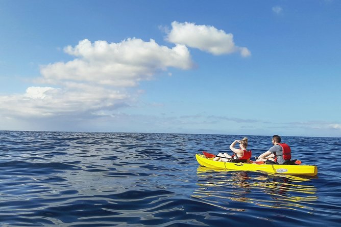 Kayak with Dolphin & Turtle Watching Private Tour - Pickup, mobile ticket, and avoiding the most common headaches