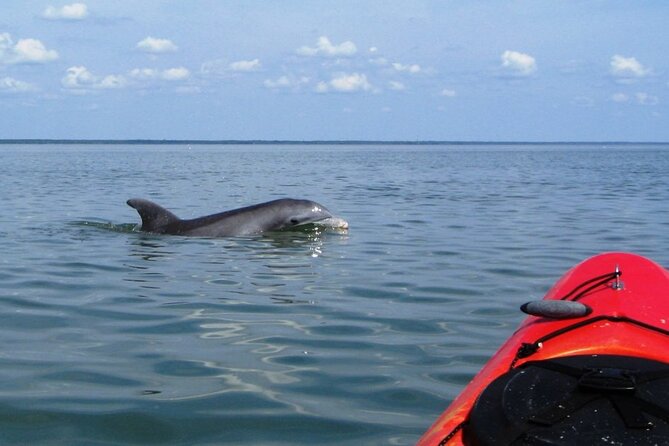 Kayak With Dolphins in Historic Shem Creek - Coastal Expeditions check-in at 514 Mill St
