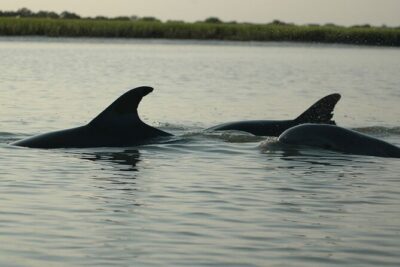 Kayak With Dolphins in Historic Shem Creek - Stop 1: Your sea-legs moment on Shem Creek