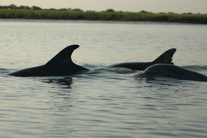 Kayak With Dolphins in Historic Shem Creek - Stop 1: Your sea-legs moment on Shem Creek