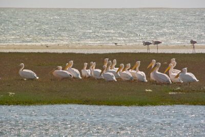 Kayaking and Sandwich Habour Guided Day Tour from Walvis Bay - How the 4x4 and desert transfer fits into a full day