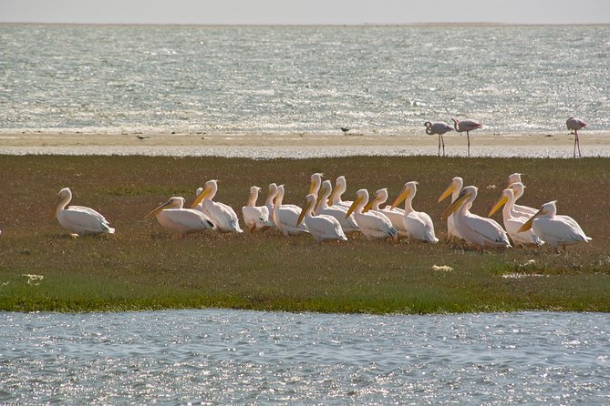 Kayaking and Sandwich Habour Guided Day Tour from Walvis Bay - How the 4x4 and desert transfer fits into a full day