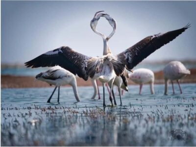 Kayaking and Sandwich Harbour Combo Tour - The morning drive along Walvis Bay Lagoon: wildlife on the way to wildlife