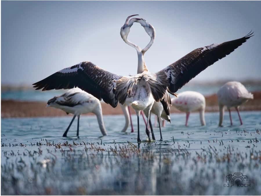 Kayaking and Sandwich Harbour Combo Tour - The morning drive along Walvis Bay Lagoon: wildlife on the way to wildlife