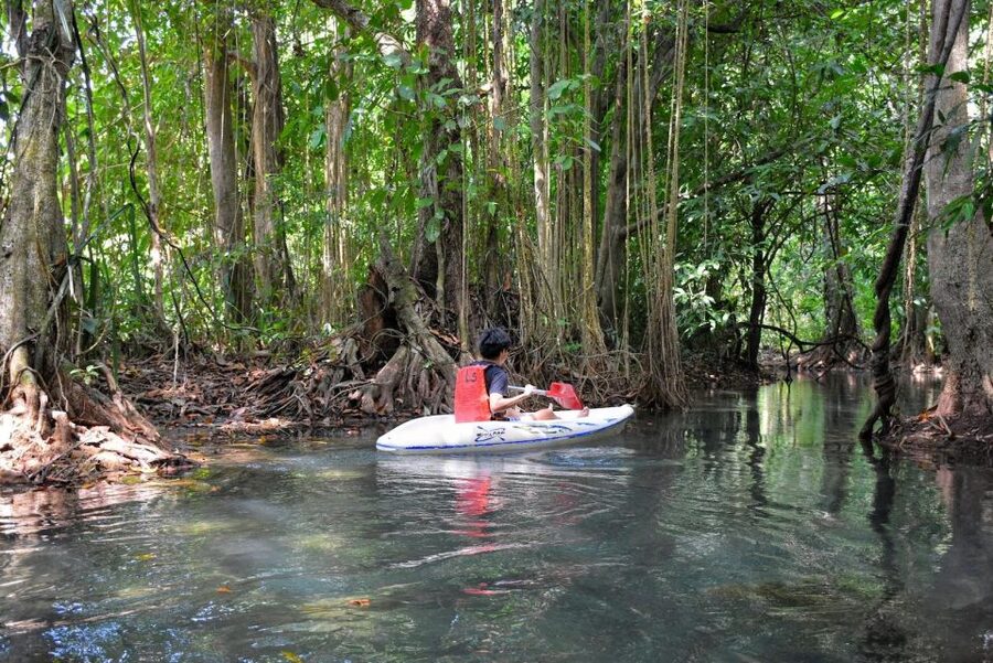 Kayaking and swiming klongrood - Kayaking Through Rubber Trees and Rainforest Edges