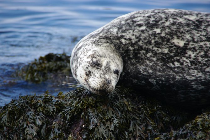 Kayaking in Deception Pass State Park - Wildlife spotting and views: what to look for on the water