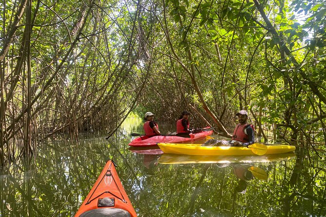 Kayaking in Mangrove Forest of Paravur Backwaters near Varkala and Kollam - Key Points You’ll Care About Before You Go