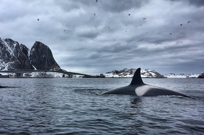 Kayaking in Reinefjorden - The Three-Part Route: Reine, Moskenesøya, and the Lofoten Islands Feel