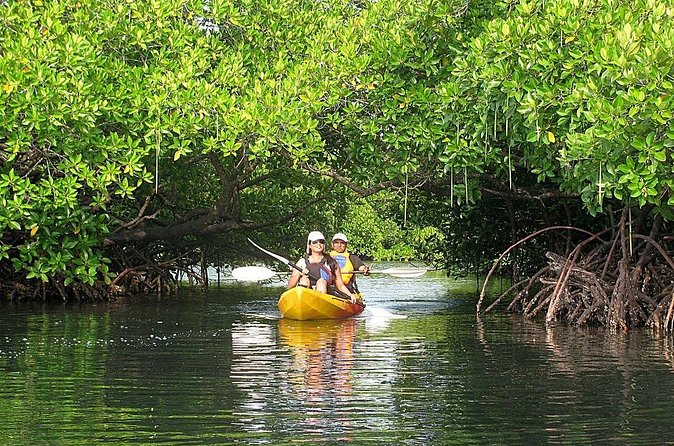 Kayaking Mangrove Adventure at Havelock - Two Hours of Mangrove Kayaking That Fits Real Life