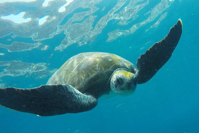 Kayaking + snorkeling with turtles - Kayaking Tenerife: what makes this trip feel worth it