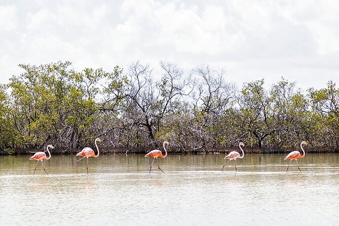 Kayaking Tour Through the Mangroves in Isla Holbox - The “Return to Shore” Section: Where Currents Can Turn It Into Work