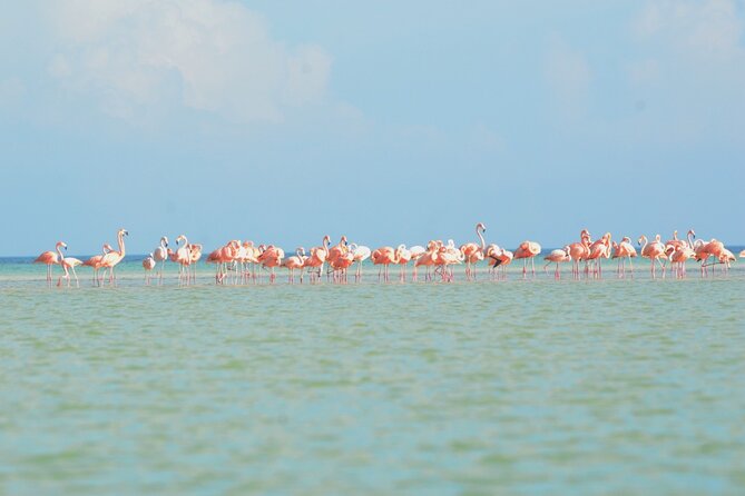 Kayaking Tour Through the Mangroves in Isla Holbox - Guides, Learning, and the Small-Group Advantage (Max 7)
