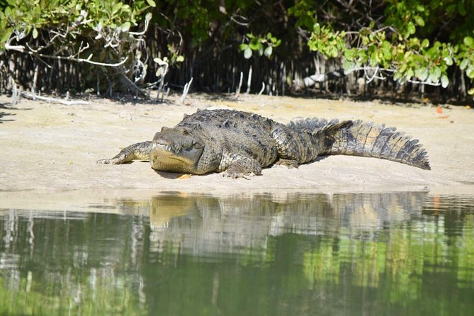 Kayaking Tour Through the Mangroves in Isla Holbox - Best Time to Go: Morning Is a Smart Move for Wildlife