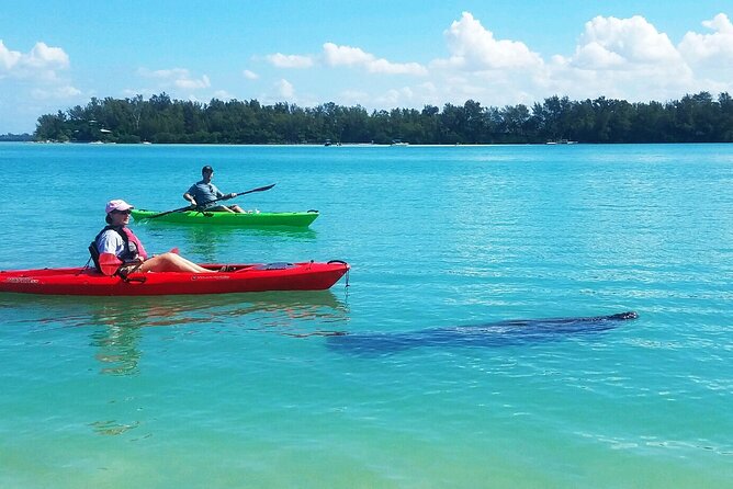 Kayaking with coastal wildlife in Sarasota Bay - First Paddle From Bishop’s Bayou: A Tour That Starts Easy