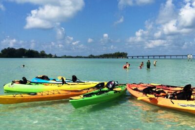 Kayaking with coastal wildlife in Sarasota Bay - Sarasota Bay Wildlife Viewing: Manatees, Dolphins, and the Clear-Water Search