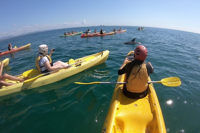 Kayaking with Dolphins in Byron Bay Guided Tour - Key Highlights You’ll Care About