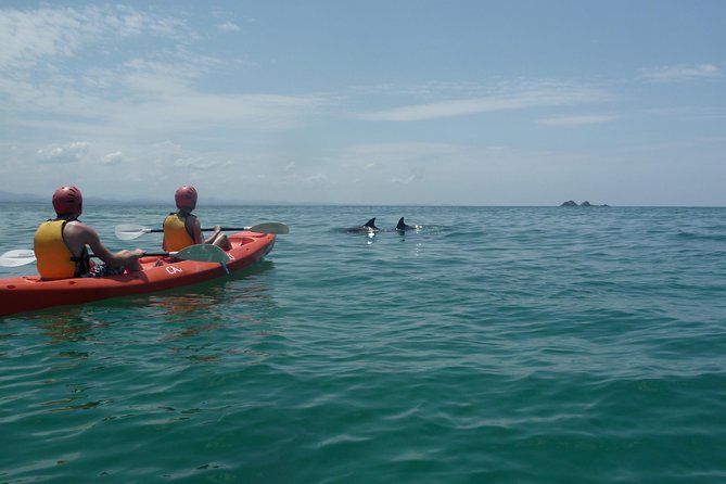 Kayaking with Dolphins in Byron Bay Guided Tour - The Paddle Out: Where Dolphins Are Found (and How the Guides Work)