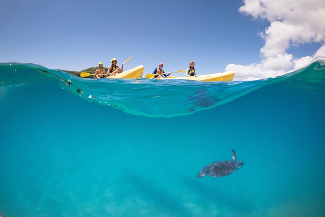 Kayaking with Dolphins in Byron Bay Guided Tour - Wildlife Chances: Dolphins First, Then the Nice Surprises
