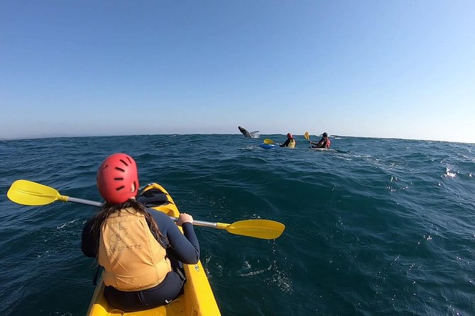 Kayaking with Dolphins in Byron Bay Guided Tour - Who This Tour Fits Best (and Who Should Rethink It)