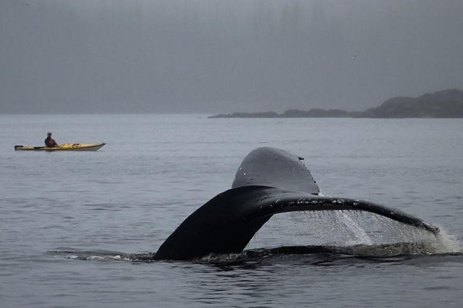 Ketchikan Kayak Eco-Tour - Clover Pass by kayak: why the Tongass meets the sea