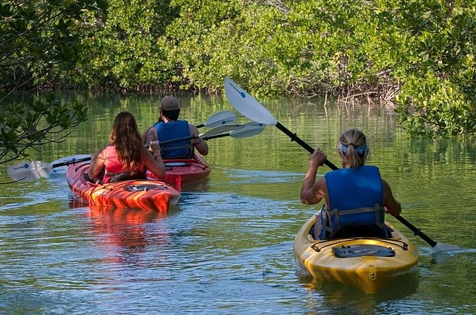 Key West Kayak Rental - Mangrove Creeks and Sea Grass: The Two-Hour Paddling Plan