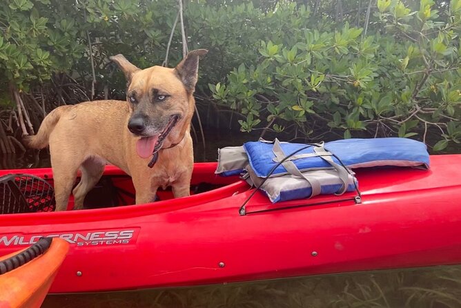 Key West Mangrove Kayak Eco Tour - Learning Florida Keys Geology While You Paddle