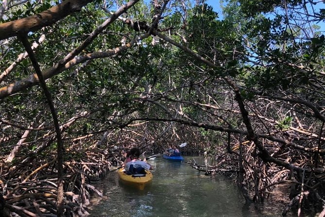 Key West Mangrove Kayak Eco Tour - Single vs Double Kayaks: Comfort, Effort, and Group Fit