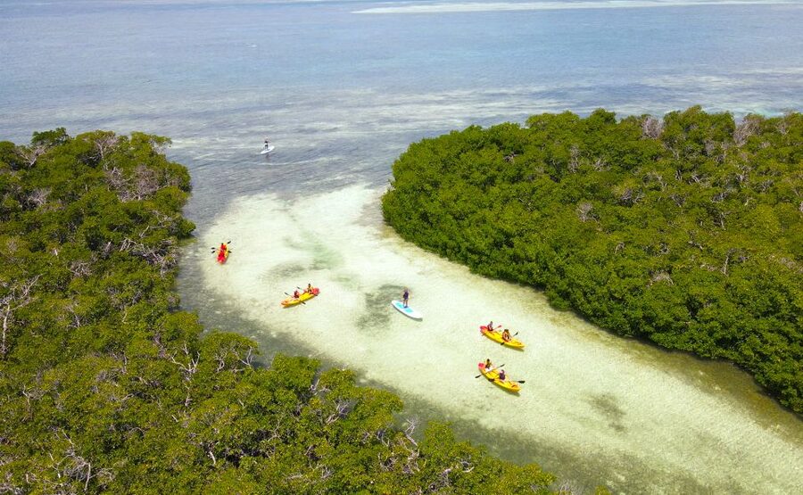 Key West: Sandbar Excursion & Kayak Tour with Lunch & Drinks - Guided Kayak Through Mangroves: Easy Paddling With Real Context