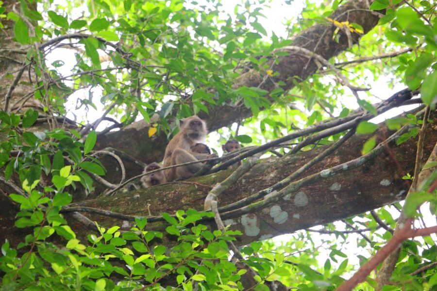 Khao Lak: Sri Phang Nga Canoe and Tam Nang Waterfall Tour - Key highlights you’ll care about