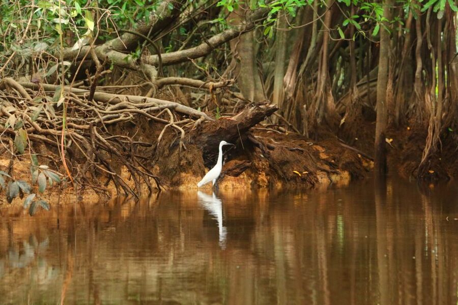 Khao Lak: Sri Phang Nga Canoe and Tam Nang Waterfall Tour - Price and value: what $78 buys you (and what it saves you)