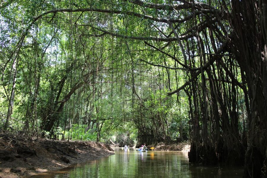 Khao Lak: Sri Phang Nga Canoe and Tam Nang Waterfall Tour - Canoeing the Sang-Nea River: the Little Amazon moment