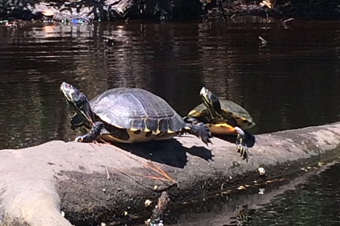 Kitty Hawk Maritime Forest Kayak Tour - Wildlife Spotting That Feels Like Part of the Paddle