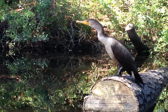 Kitty Hawk Maritime Forest Kayak Tour - The Guide Experience: Ecology Explained in Real Life