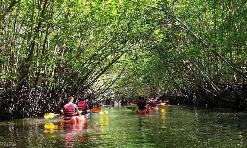Ko Lanta: Half-Day Mangrove Kayaking Tour with Lunch - Key highlights you’ll care about