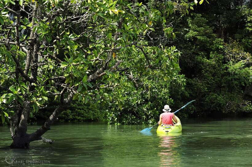 Ko Lanta: Half-Day Mangrove Kayaking Tour with Lunch - The Monkey Stop: How the Guides Keep It Fun and Respectful