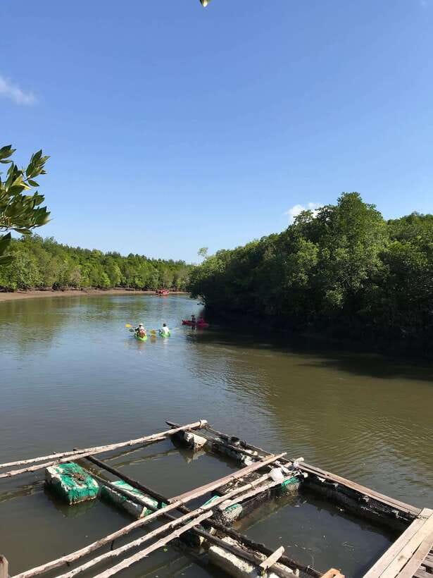 Ko Lanta: Half-Day Mangrove Kayaking Tour with Lunch - Who Should Book This Ko Lanta Mangrove Kayak Tour