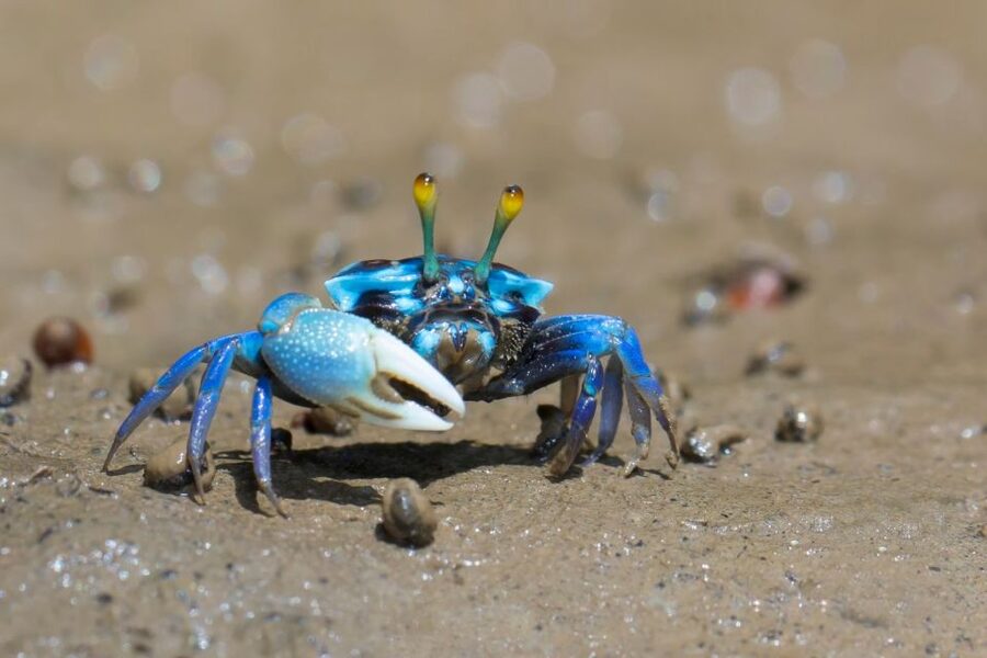 Ko Lanta: Mangrove Kayaking, Ko Talabeng, & Skull Island - Ko Lanta Mangroves and Skull Island: the mix that makes this worth your time