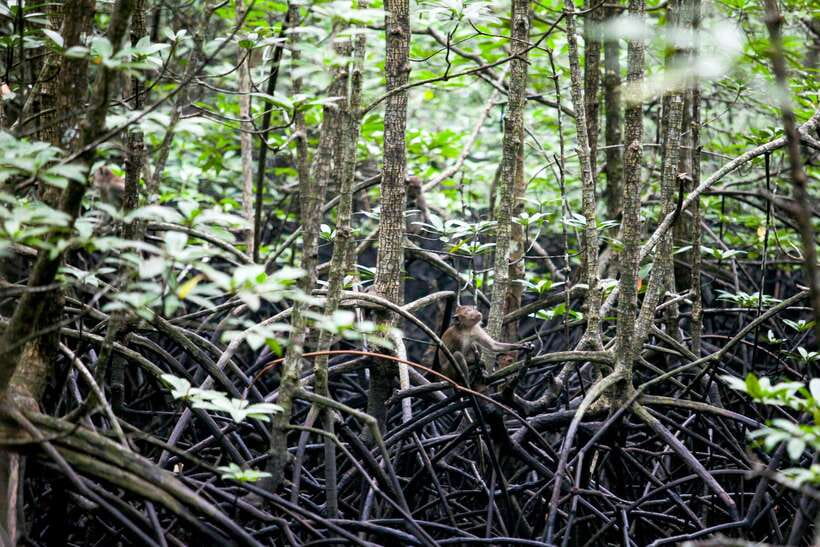 Ko Lanta: Mangrove Kayaking with Lunch and Hotel Transfer - What You Can Spot: Birds, Mudfish, Monitor Lizards, and Monkeys