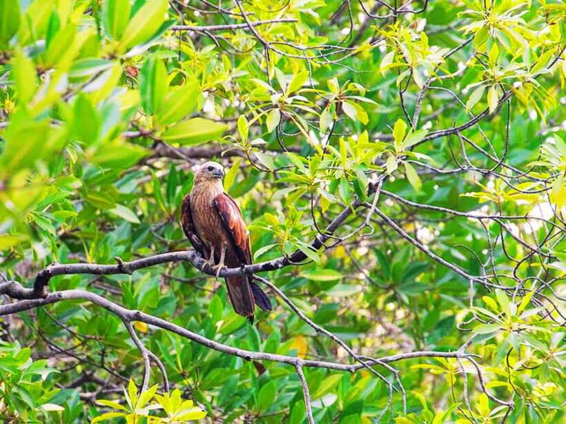 Ko Lanta: Mangrove Kayaking with Lunch and Hotel Transfer - Hotel Pickup and Transfers: Where the Trip Gets Easy