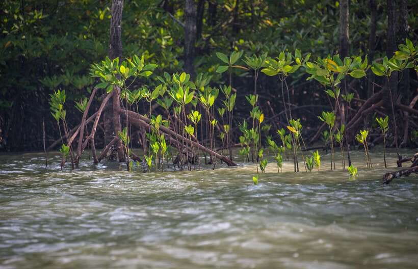 Koh Lanta: Sea Cave Kayaking and Talabeng Island Tour - Monkey Point in the mangrove: close encounters without the chaos