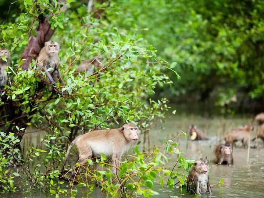 Krabi: Hidden Mangrove Kayaking Tour with Optional Extras - Ao Thalane Pier Orientation: Fast Safety, Then You’re Off