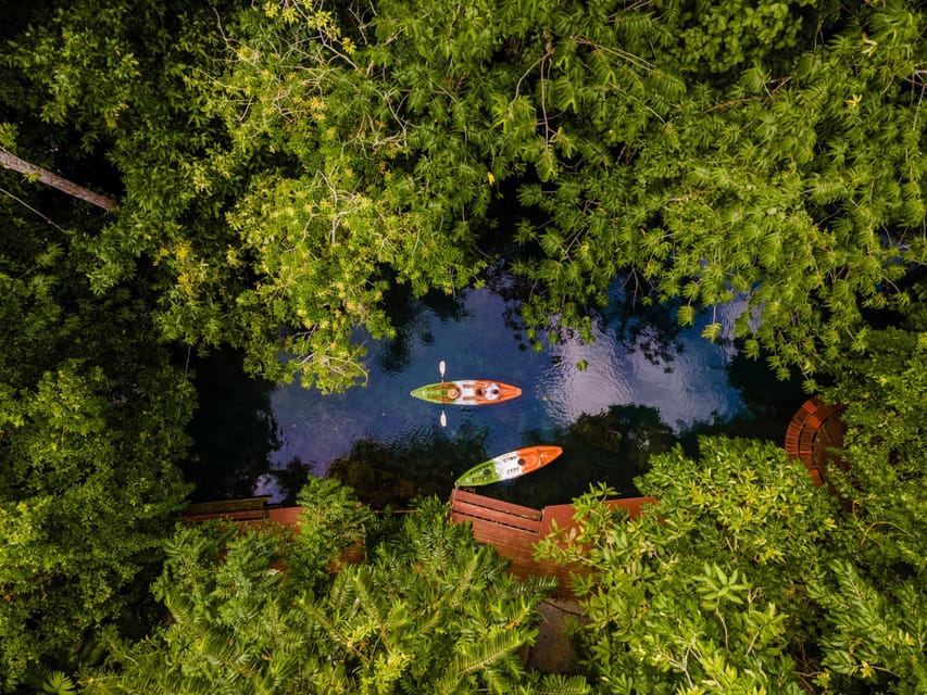 Krabi: Kayak Adventure through Ao Thalane Mangrove Forest - Morning vs Afternoon and the Low-Tide Route Difference