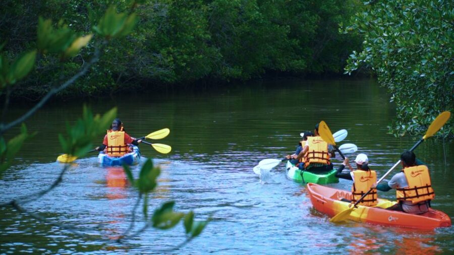 Krabi: Kayak in Mangrove Forest with Meal Aonang - Ao Nam Mao mangroves: why this feels different in Krabi