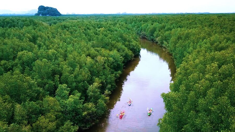 Krabi: Kayak in Mangrove Forest with Meal Aonang - Who should book this mangrove kayak meal tour