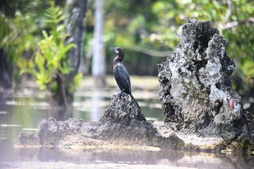 Krabi: Klong Root (Crystal lake) Kayaking tour - The kayak paddle on Klong Root Clear Water Canal