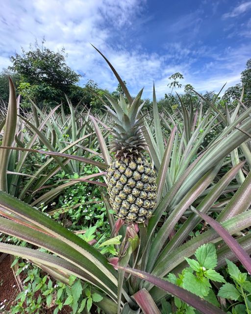 Krabi: Klong Root Kayaking Viewpoint,Fish Feeding and more - Who this tour fits best (and who should skip it)