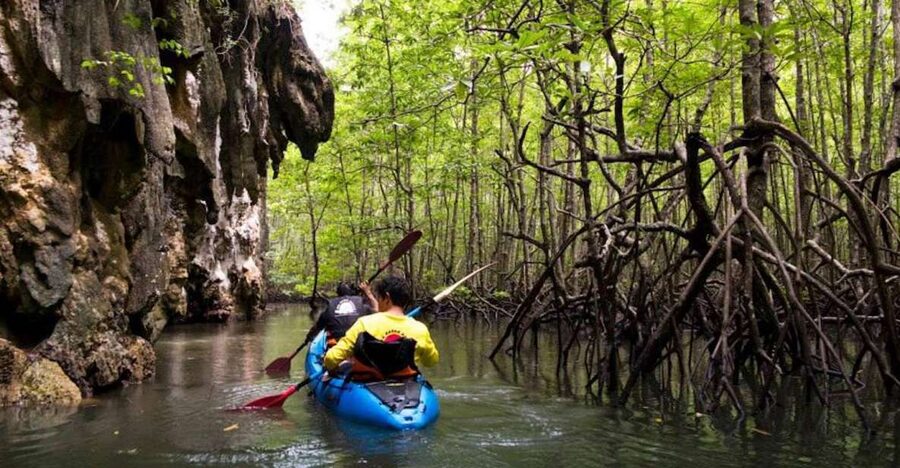 Krabi: Private Sea Kayaking in Ao Thalane and Hong Island - Wildlife spotting: kingfishers, little herons, and macaques